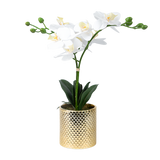 Artificial Orchid Flowers Potted in Ceramic Pot, White Faux Phalaenopsis Orchids